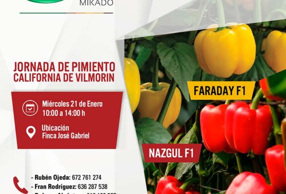 Día 21 de enero. Jornada de pimiento Faraday y Nazgul de Vilmorin Mikado