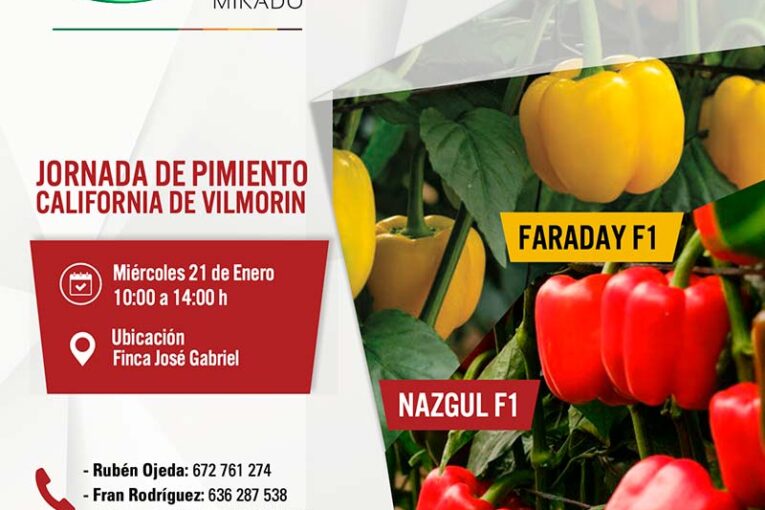Día 21 de enero. Jornada de pimiento Faraday y Nazgul de Vilmorin Mikado