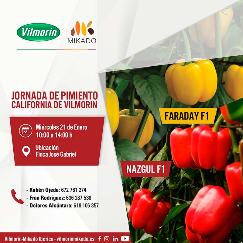 Día 21 de enero. Jornada de pimiento Faraday y Nazgul de Vilmorin Mikado