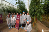 Gautier despliega en Almería su catálogo de tomate resistente a rugoso