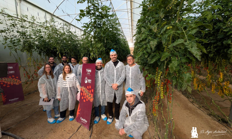 Gautier despliega en Almería su catálogo de tomate resistente a rugoso