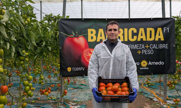 José Luis Márquez con el tomate Barricada / agroautentico.com