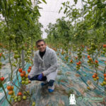 José Luis Márquez, especialista en tomate de Ramiro Arnedo con la novedad Barricada / agroautentico.com