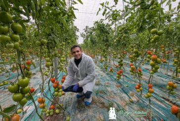 Barricada es el lanzamiento más importante de Ramiro Arnedo en tomate resistente a rugoso