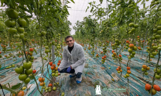 José Luis Márquez, especialista en tomate de Ramiro Arnedo con la novedad Barricada / agroautentico.com