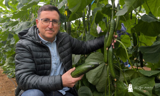José Mª García Pareja con el pepino Nilsa de Syngenta / agroautentico.com