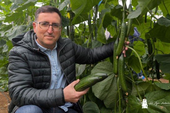 Nilsa de Syngenta es un pepino para atravesar el invierno alargando ciclo