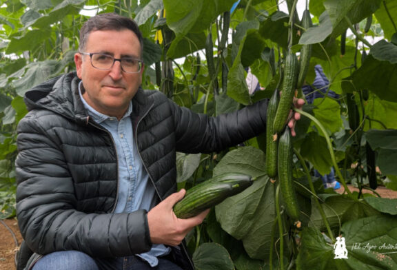 Nilsa de Syngenta es un pepino para atravesar el invierno alargando ciclo