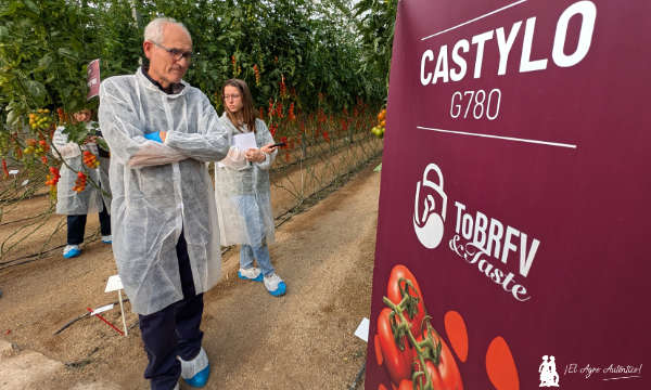 Justo Gavilán, técnico de la empresa Looije, especialista en tomate / agroautentico.com