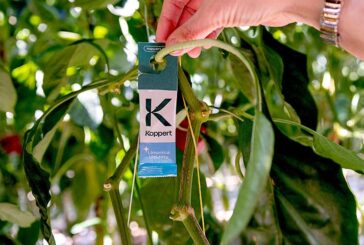 Koppert ofrece con Limonica Ulti-Mite la protección más duradera frente a trips y mosca blanca