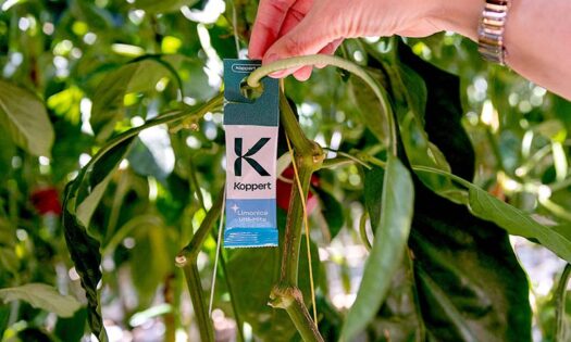 Koppert ofrece con Limonica Ulti-Mite la protección más duradera frente a trips y mosca blanca 2