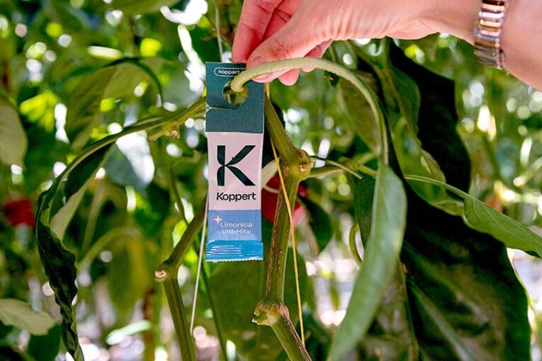 Koppert ofrece con Limonica Ulti-Mite la protección más duradera frente a trips y mosca blanca