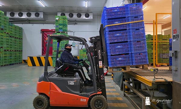 La línea de pepino en Vicasol se mecaniza, automatiza y robotiza 3