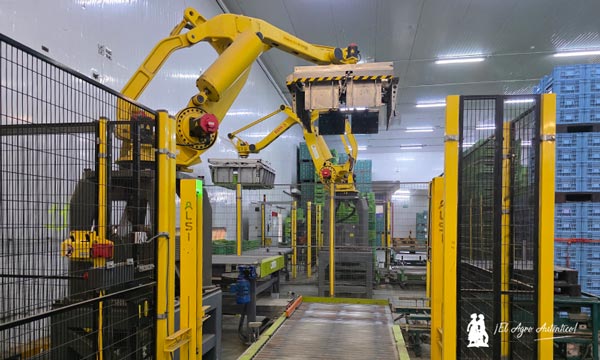 La línea de pepino en Vicasol se mecaniza, automatiza y robotiza 4