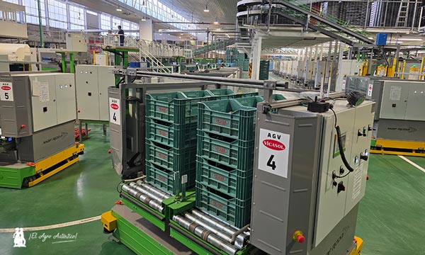La línea de pepino en Vicasol se mecaniza, automatiza y robotiza 6