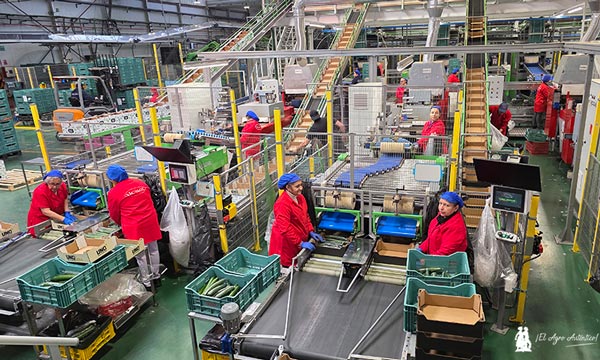 La línea de pepino en Vicasol se mecaniza, automatiza y robotiza 7