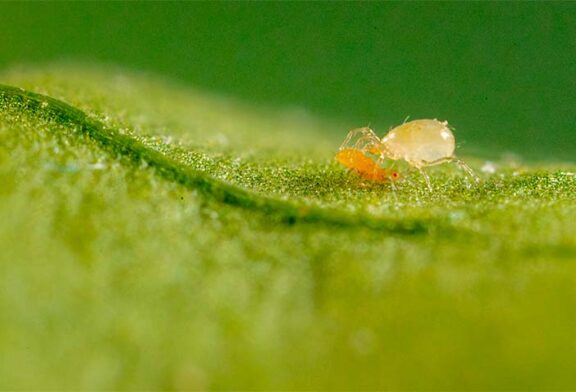 Koppert ofrece con Limonica Ulti-Mite la protección más duradera frente a trips y mosca blanca