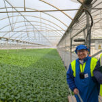 Lola Muñoz y Juan José Mesa junto al cultivo de Pak choi de Primaflor / agroautentico.com