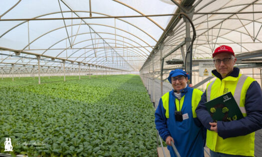 Lola Muñoz y Juan José Mesa junto al cultivo de Pak choi de Primaflor / agroautentico.com