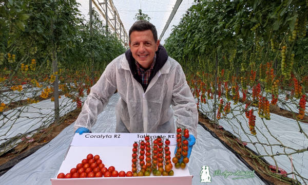 Manuel Hernández con los tomate tipo cherry de Rijk Zwaan / agroautentico.com