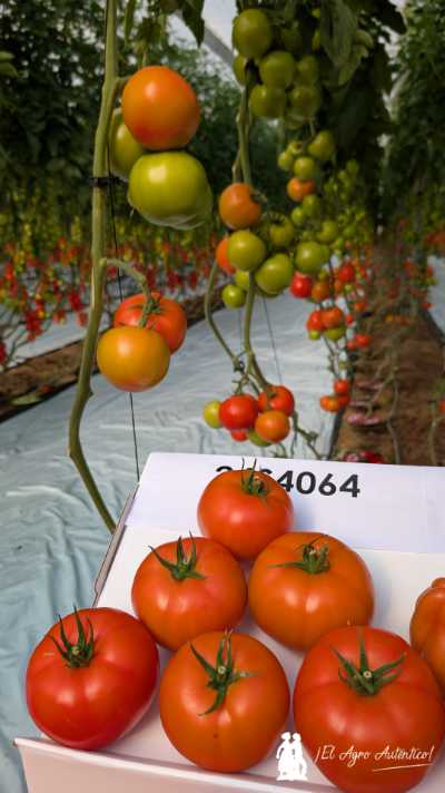 Nuevo tomate beef de RZ / agroautentico.com