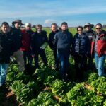 Nunhems amplía portfolio de iceberg y romana para invierno con más resistencias