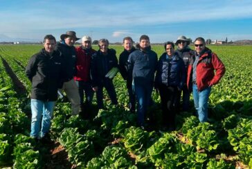 Nunhems amplía portfolio de iceberg y romana para invierno con más resistencias