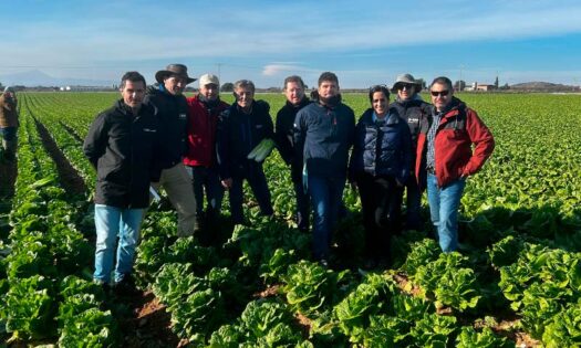 Nunhems amplía portfolio de iceberg y romana para invierno con más resistencias