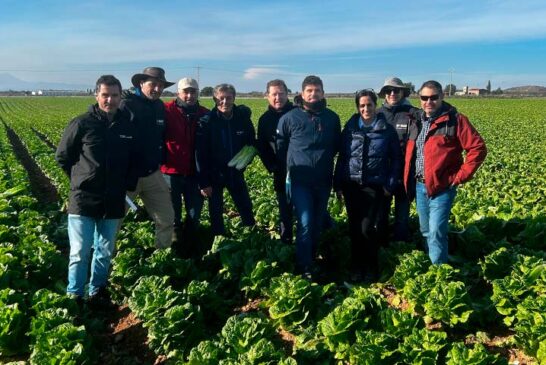 Nunhems amplía portfolio de iceberg y romana para invierno con más resistencias