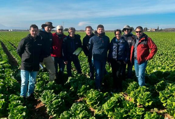 Nunhems amplía portfolio de iceberg y romana para invierno con más resistencias