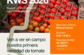 Día 29 de enero. Jornada de tomate cherry de KWS Semillas Ibérica