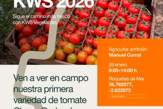 Día 29 de enero. Jornada de tomate cherry de KWS Semillas Ibérica