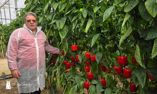 Pimiento Arkos de BASF | Nunhems / agroautentico.com