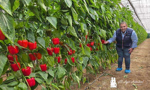 José Ramón Martínez en un líneo de pimiento Arkos / agroautentico.com