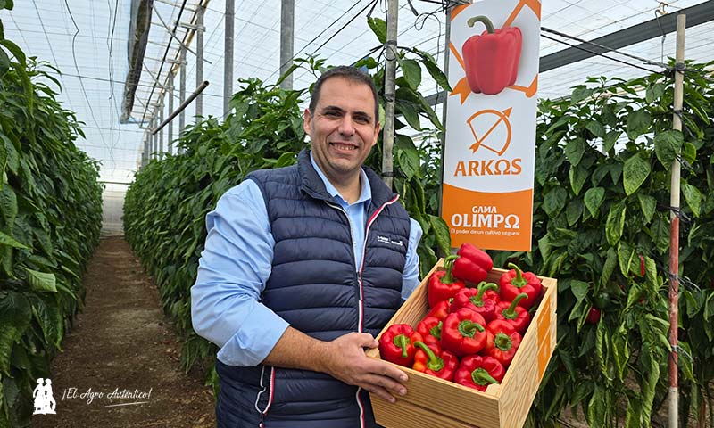 Pimiento Arkos en rojo y Salonikas en amarillo para responder al nuevo escenario del pimiento