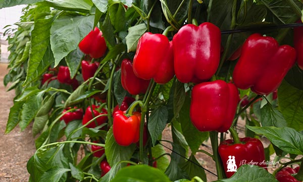 Pimiento Arkos de BASF | Nunhems / agroautentico.com