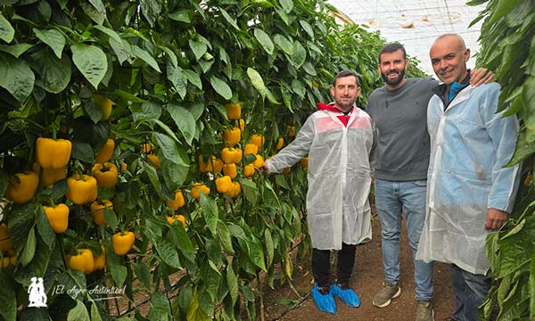 Isaac García, en el centro, junto a otros dos productores de pimiento, Paco y Daniel / agroautentico.com