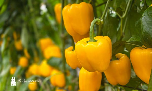 Pimiento Salonikas, amarillo de BASF | Nunhems / agroautentico.com