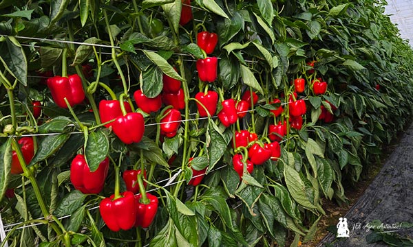 Syngenta imprime con Spartanos potencia y resistencia al pimiento 15