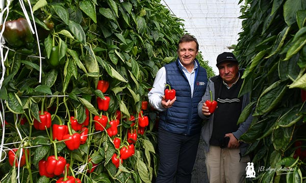 Syngenta imprime con Spartanos potencia y resistencia al pimiento 7