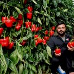 Syngenta imprime con Spartanos potencia y resistencia al pimiento-agroautentico.com