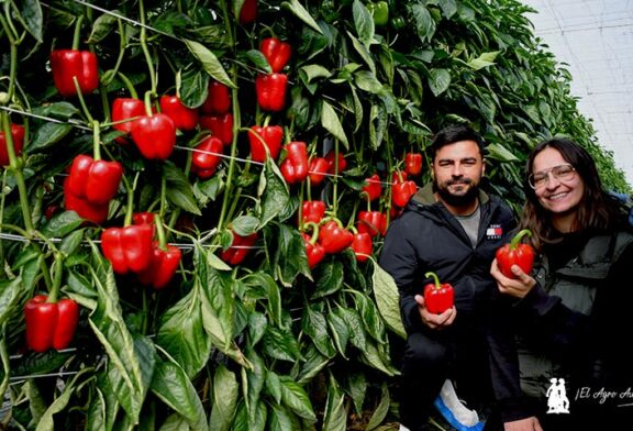 Syngenta imprime con Spartanos potencia y resistencia al pimiento