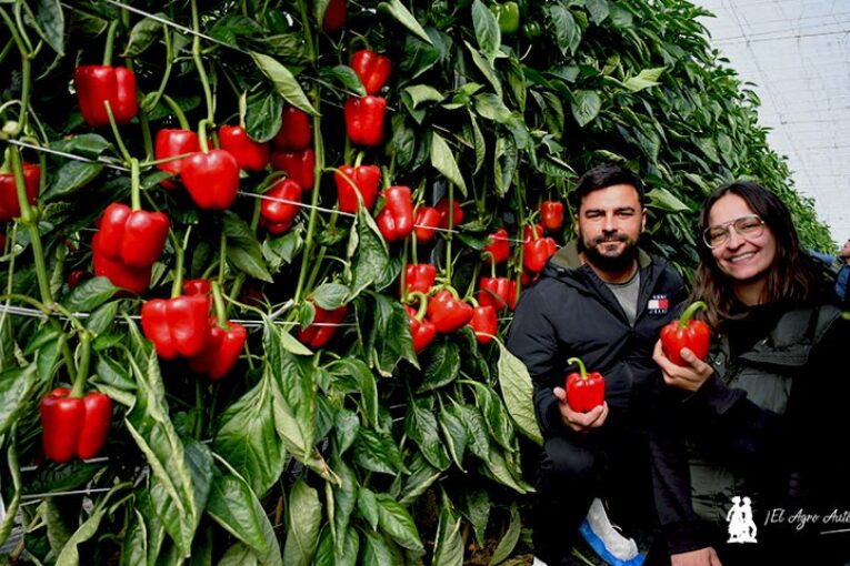Syngenta imprime con Spartanos potencia y resistencia al pimiento