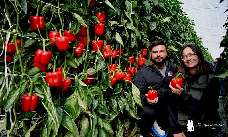 Syngenta imprime con Spartanos potencia y resistencia al pimiento-agroautentico.com