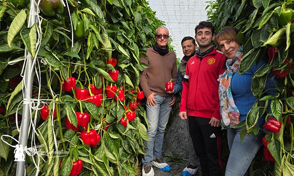 Syngenta imprime con Spartanos potencia y resistencia al pimiento 4