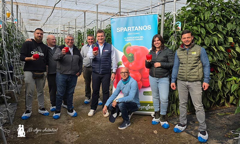 Syngenta imprime con Spartanos potencia y resistencia al pimiento