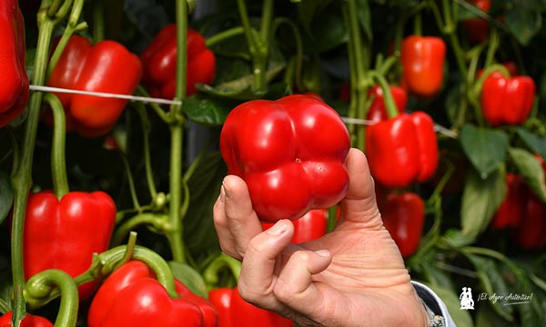 Syngenta imprime con Spartanos potencia y resistencia al pimiento 2