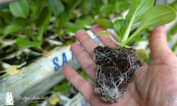 Plántulas de pak choi / agroautentico.com