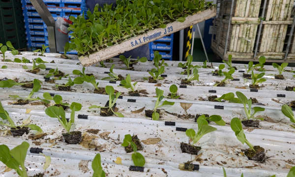 Plántulas de pak choi en bandejas de semillero / agroautentico.com