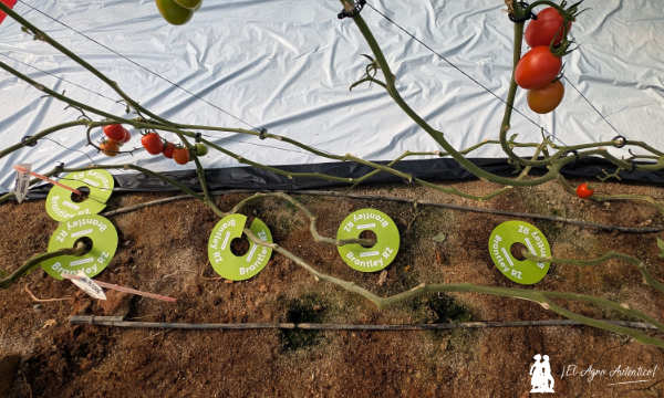 Rijk Zwaan y sus nuevos pies o portainjertos / agroautentico.com